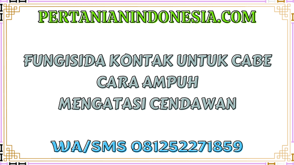 Fungisida Kontak Untuk Cabe Cara Ampuh Mengatasi Cendawan